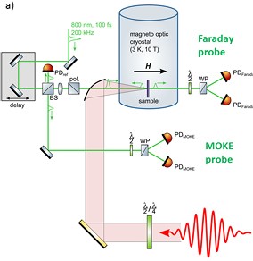 Selective THz control of magnetic order: new opportunities from superradiant undulator sources